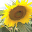Gestreifte Sonnenblumenkerne im Papiersack 25kg Deutschland Vogelfutter Regional