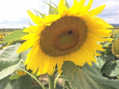 Gestreifte Sonnenblumenkerne im Papiersack 25kg Deutschland Vogelfutter Regional