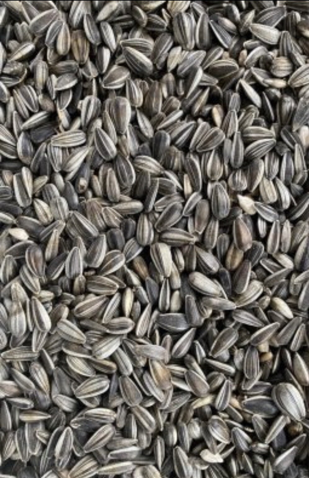 Gestreifte Sonnenblumenkerne im Papiersack 25kg Deutschland Vogelfutter Regional