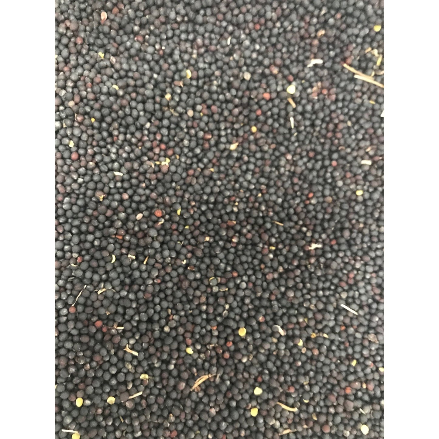 Raps 25 kg Rapssamen Rapssaat Rapskissen Kissen Wärmekissen Kissen TOP Qualität