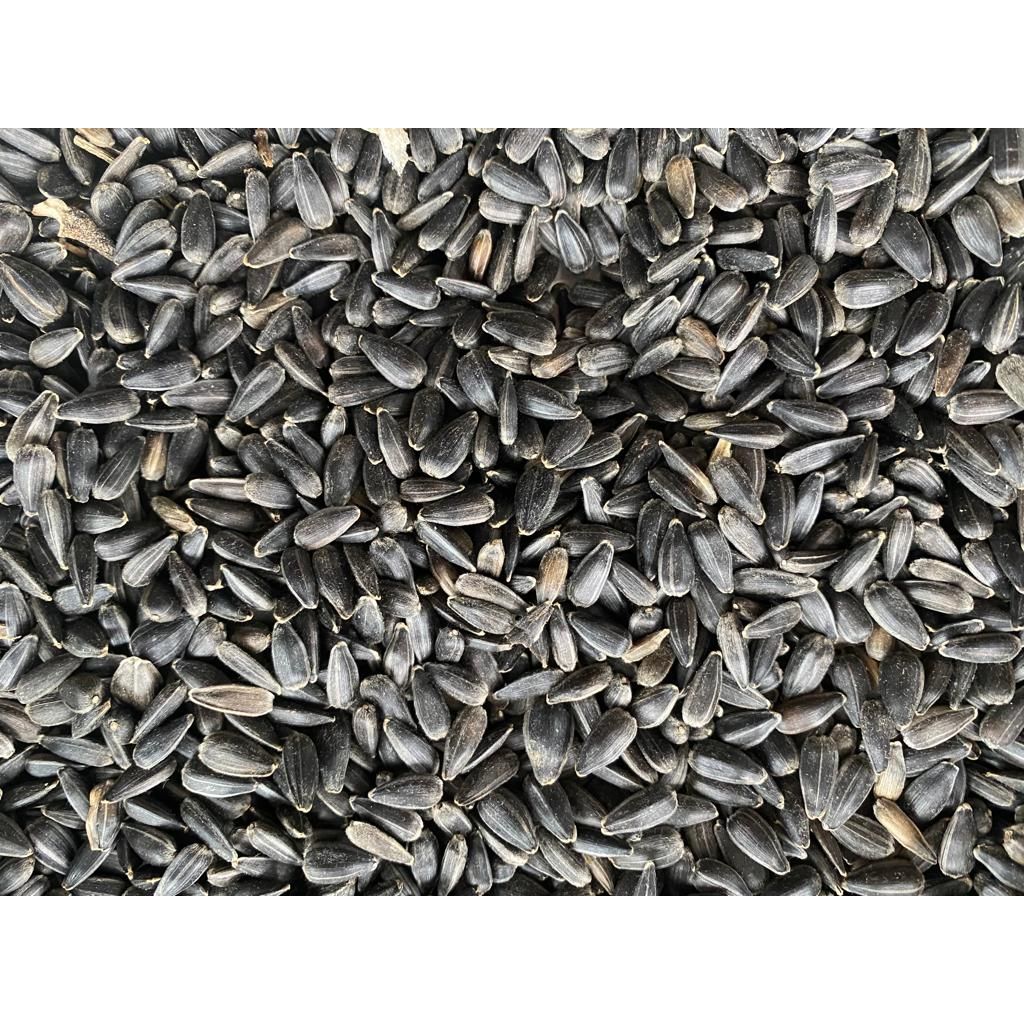 Sonnenblumenkerne high oleic  10 kg Premium  Einzelfuttermittel!