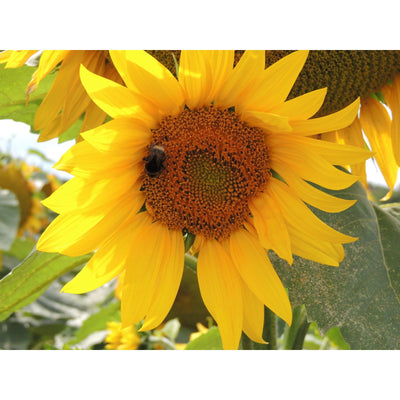Sonnenblumenkerne schwarze 15 kg Streufutter Fettfutter aus der Layenmühle