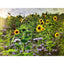 1kg Peredovick Sonnenblumen, zertifiziertes Saatgut