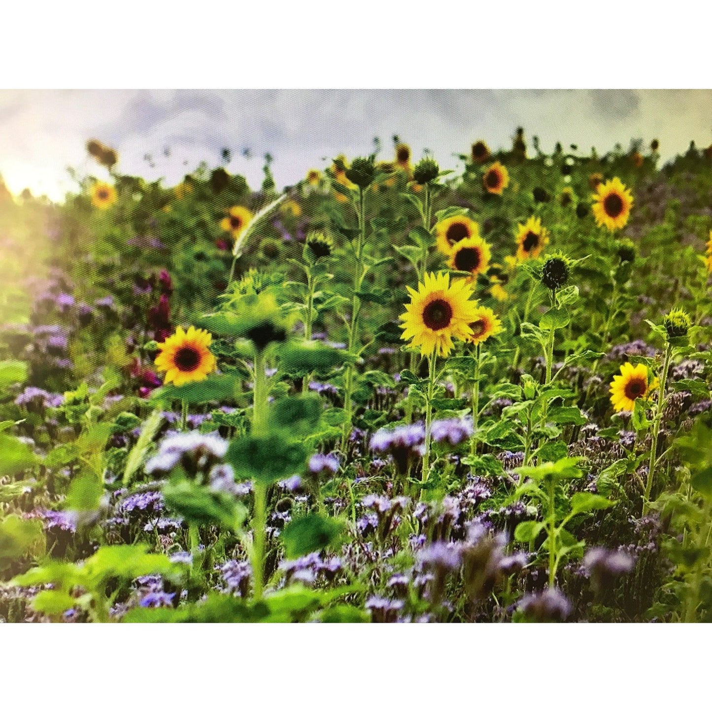 1kg Peredovick Sonnenblumen, zertifiziertes Saatgut