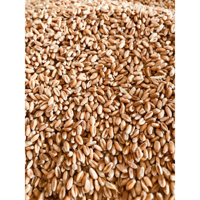 25 kg Futterweizen, Zusatzfutter Geflügelfutter Taubenfutter Futterweizen Weizenmehl